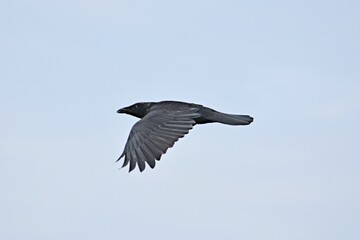 black crow flies under gray clouds