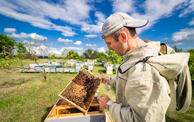 Beekeeper is working with bees and beehives on the apiary.