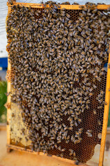 Bees swarming on honeycomb
