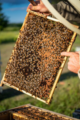 Beekeeper holds honeycomb of beehive with bees