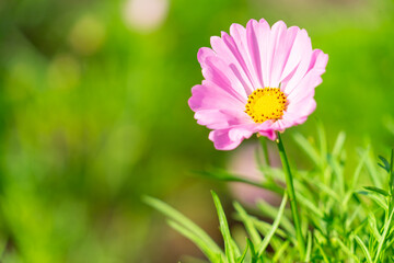 Closeup pink daisy with green gardent background