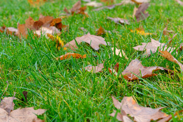 The fallen-down autumn leaves on a green grass. Concept early autumn. Fall. Background of yellow, autumn leaves on the lawn