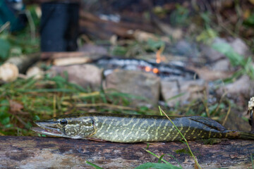 Freshwater fish lying on a wooden log near the campfire in the forest