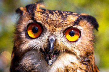 A close-up of the head of an eagle owl. Big eyes and a sharp beak of a bird of prey. Shot taken on a sunny day.