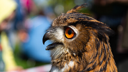 A close-up of the head of an eagle owl. Big eyes and a sharp beak of a bird of prey. Shot taken on...