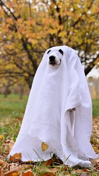 Jack Russell Terrier dog in a ghost costume in the autumn forest. Vertical video. 