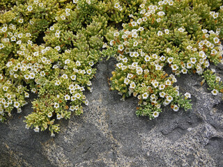 White blooming succulents on stone