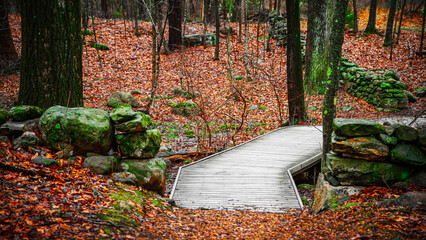 New England Winter Forest Landscape in spring rain with a curved wooden footbridge, lichen-covered...