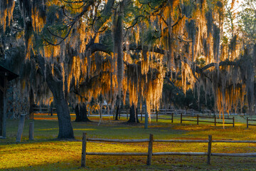 Spanish moss hanging from branches of a live oak tree glowing in the warm sunrise light, Tills Hill Recreation Area, Florida