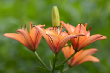 orange tiger lily