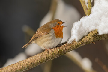 Robin on a branch, beak open, in the winter eating snow