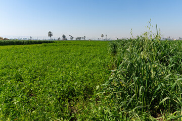 Obraz premium Spring in my country