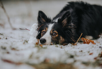 Czarno-biały pies border collie leży na śniegu obok małego bałwana