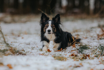 Czarno-biały pies border collie leży na śniegu obok małego bałwana - 731935389