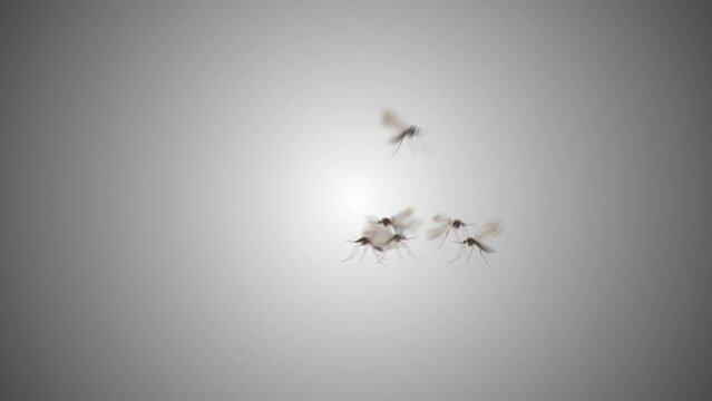 Dengue mosquitoes isolated flying on gradient background