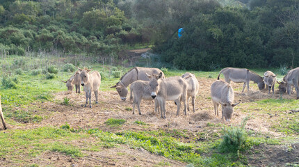 young donkeys grazing in the countryside of Nuoro in central Sardinia.