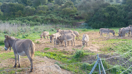 young donkeys grazing in the countryside of Nuoro in central Sardinia.