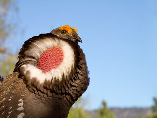 Dusky Grouse, formerly named Blue Grouse, performs dramatic mating display  
