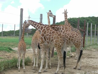 giraffe in the zoo
