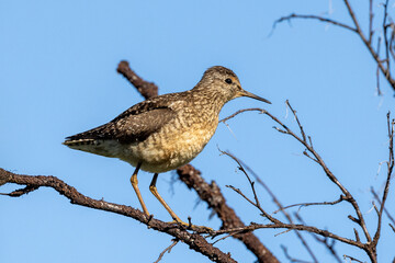 wood sandpiper on a pole