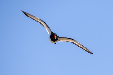 Oyestercatcher in flight