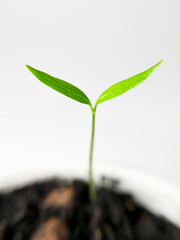 small pepper sprout growing in a pot