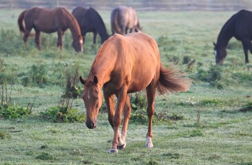 Fototapeta premium Morning, fog. Horses graze on the field.