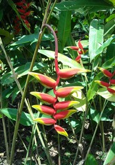 red and yellow flower