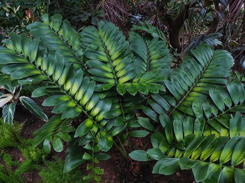 Zamia furfuracea or Jamaica Sagotree in the garden.