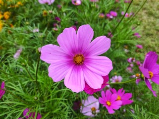 Cosmos bipinnatus, commonly called garden cosmos or Mexican aster