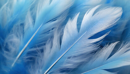 Fototapeta na wymiar Blue feathers as background, closeup