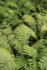 Bright summer green ferns growing in the meadow.