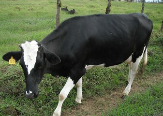 black and white cow