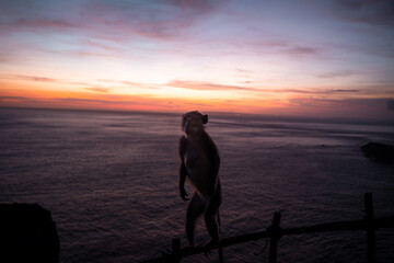 standing monkey with a beautiful sunset in the background