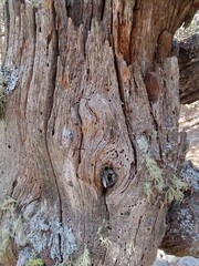 arbre i textures a natura morta © Jordi