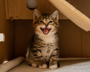 Paws for Hope: The Heartwarming World of Shelter Cats