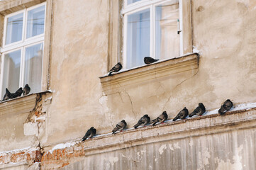 Dark frozen doves sit on a snow-covered winter cornice and window of an old house in Lviv, Ukraine....