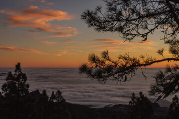 Fototapeta na wymiar Sunrise over clouds and pine trees