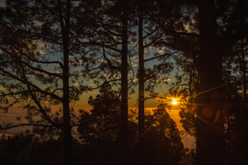 Sunrise among trees with blue sky, golden light and sea of clouds.