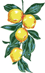 Lemon fruit Design elements illustration.