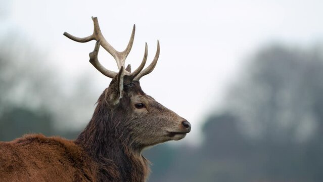 close up of stag red deer with broken antlers 