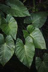 Majestic Philodendron tropical leaf picture