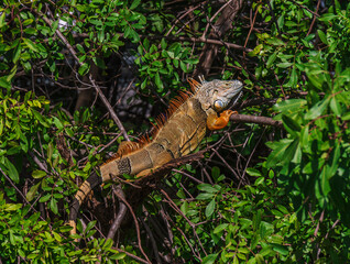Iguana en su naturaleza