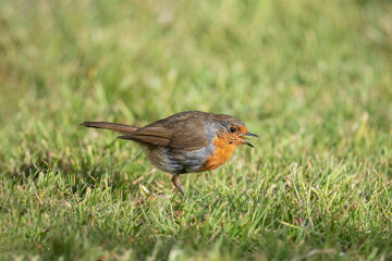 Robin on the grass, tweeting, close up, in Scotland