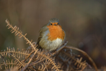 Robin, on a branch, close up, in a forest, in Scotland