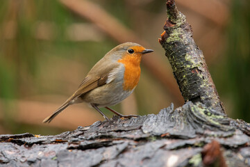 Fototapeta premium Robin on a tree trunk, close up, in a forest, in Scotland