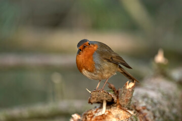 Front view of a robin perched on a large branch close up with a blurred background in woodland in the winter in Scotland uk