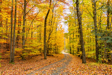 Autumn Lane-New England