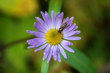 Obraz premium Margined Calligrapher Fly on a Flower