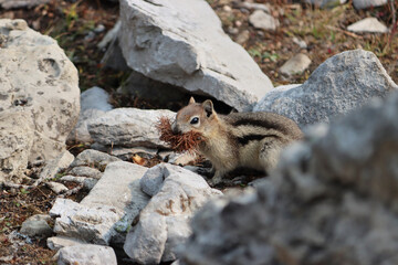Golden Mantled Ground Squirrel Collecting Food before Hibernation.